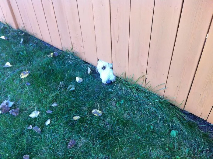 Found This Ball Of Fluff Under My Neighbour's Fence