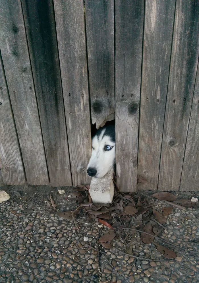 Hello, It's Me!