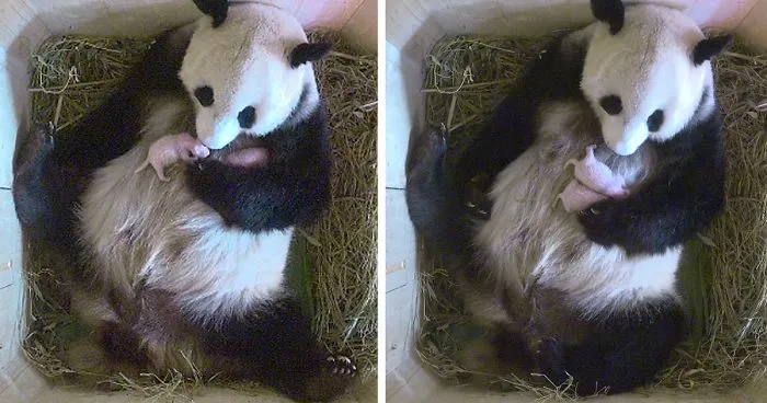 Giant Panda Surprises Zookeepers With Twin Cubs, While Scans Only Showed One Cub