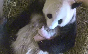 Giant Panda Surprises Zookeepers With Twin Cubs, While Scans Only Showed One Cub
