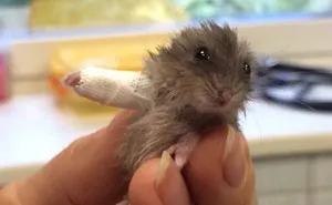This Tiny Hamster With Broken Arm Will Make You Go "Aww"