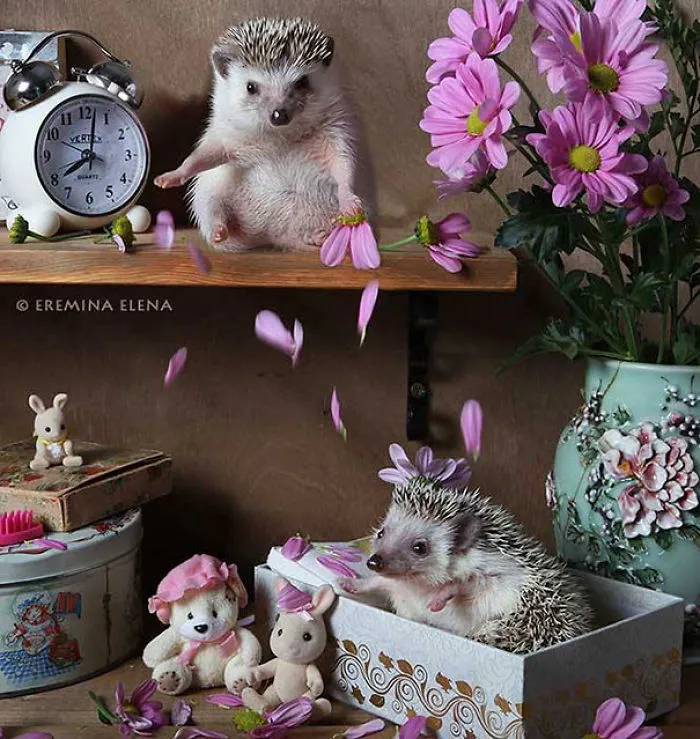 The Secret Life Of Hedgehogs By Elena Eremina