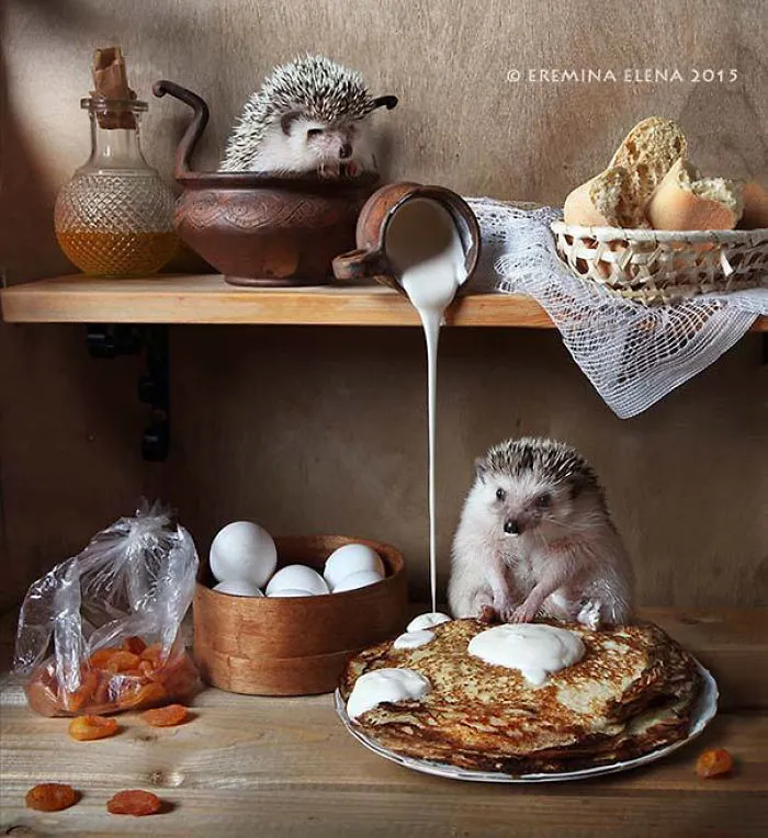 The Secret Life Of Hedgehogs By Elena Eremina