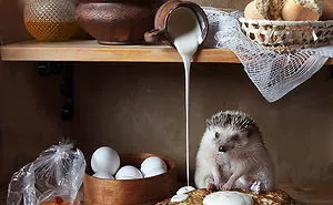 The Secret Life Of Hedgehogs By Elena Eremina