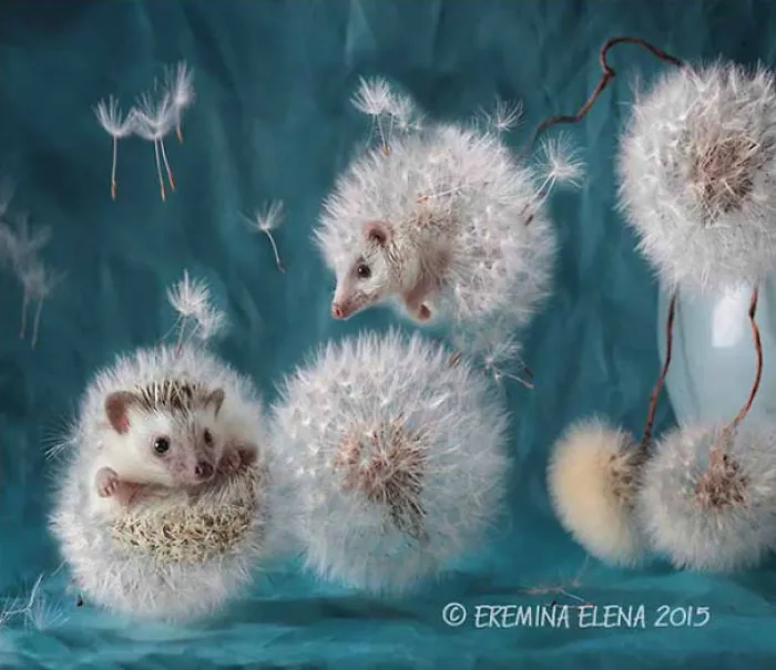 The Secret Life Of Hedgehogs By Elena Eremina