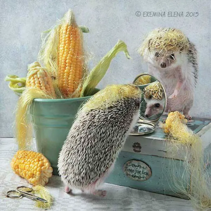 The Secret Life Of Hedgehogs By Elena Eremina