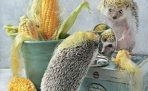 The Secret Life Of Hedgehogs By Elena Eremina