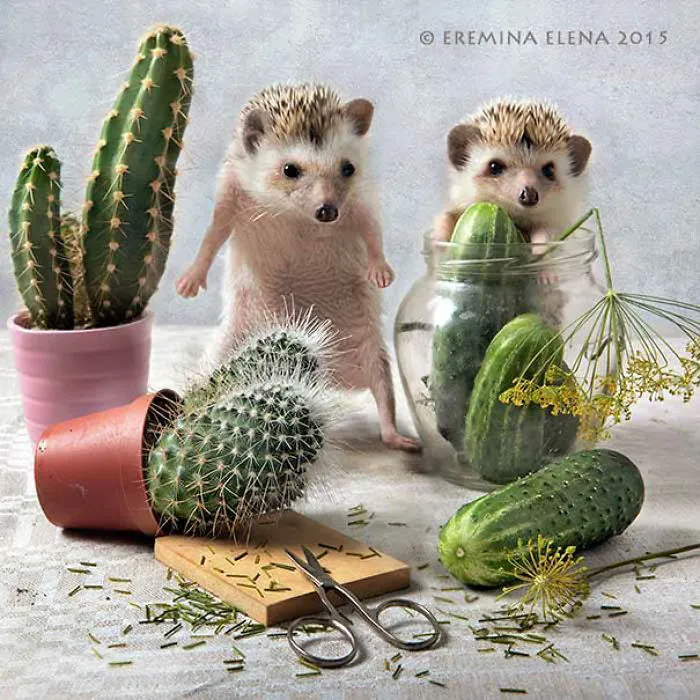 The Secret Life Of Hedgehogs By Elena Eremina
