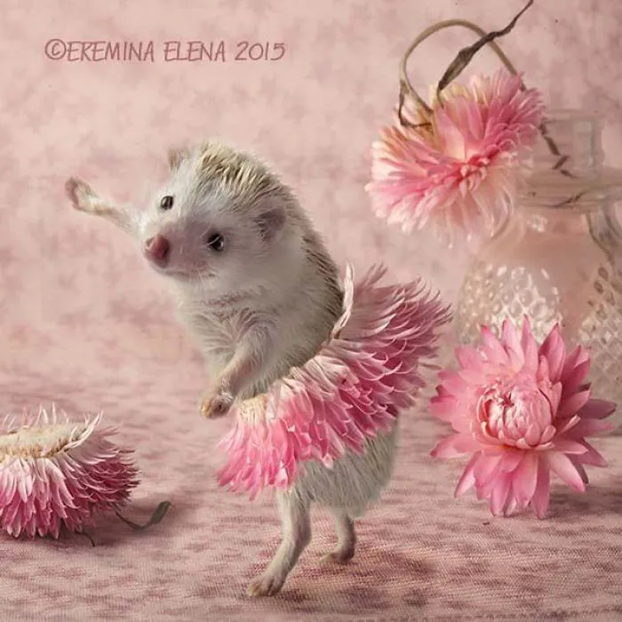 The Secret Life Of Hedgehogs By Elena Eremina