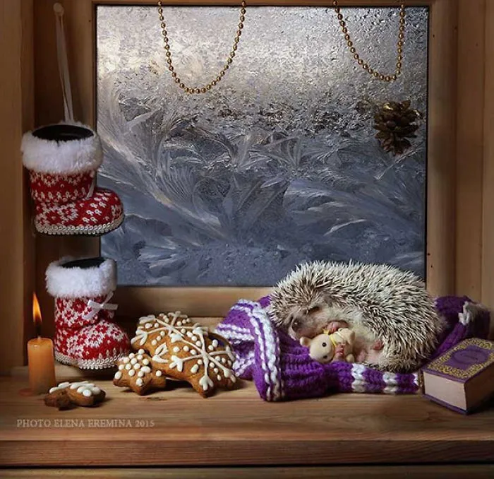 The Secret Life Of Hedgehogs By Elena Eremina