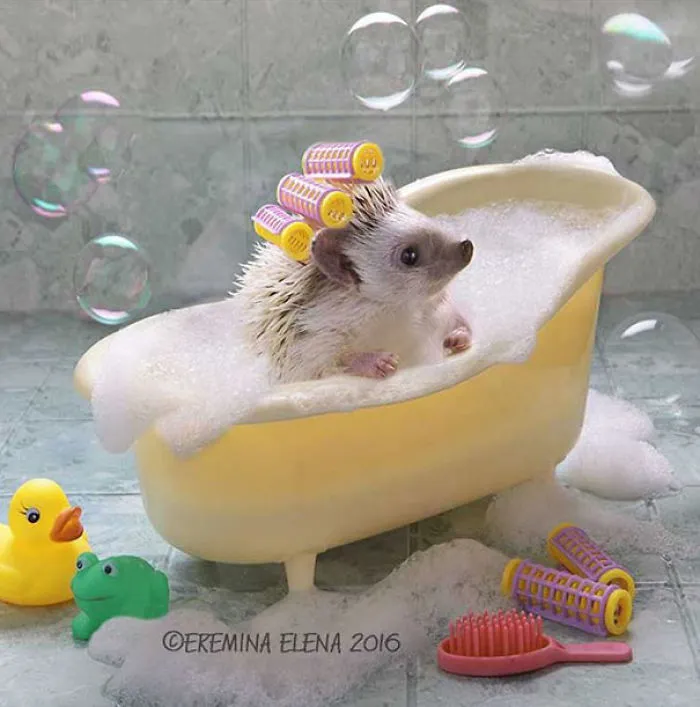 The Secret Life Of Hedgehogs By Elena Eremina