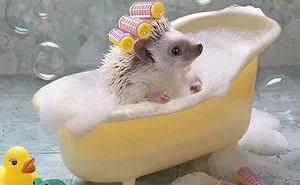 The Secret Life Of Hedgehogs By Elena Eremina