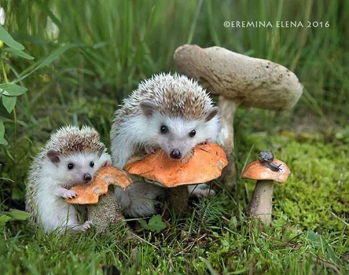 The Secret Life Of Hedgehogs By Elena Eremina