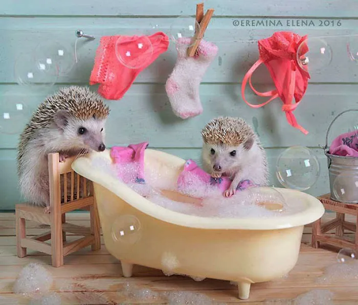 The Secret Life Of Hedgehogs By Elena Eremina