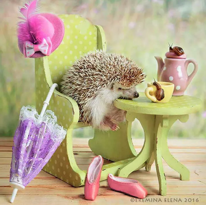 The Secret Life Of Hedgehogs By Elena Eremina
