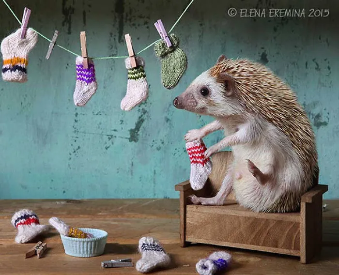 The Secret Life Of Hedgehogs By Elena Eremina