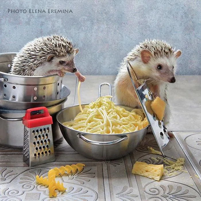 The Secret Life Of Hedgehogs By Elena Eremina