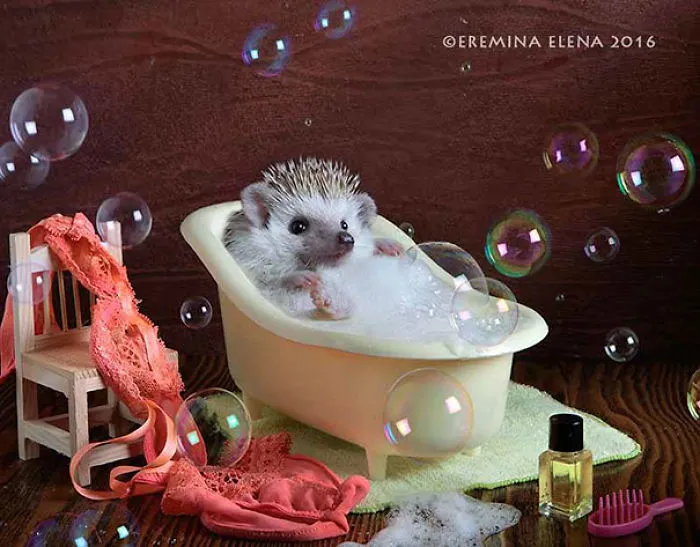 The Secret Life Of Hedgehogs By Elena Eremina