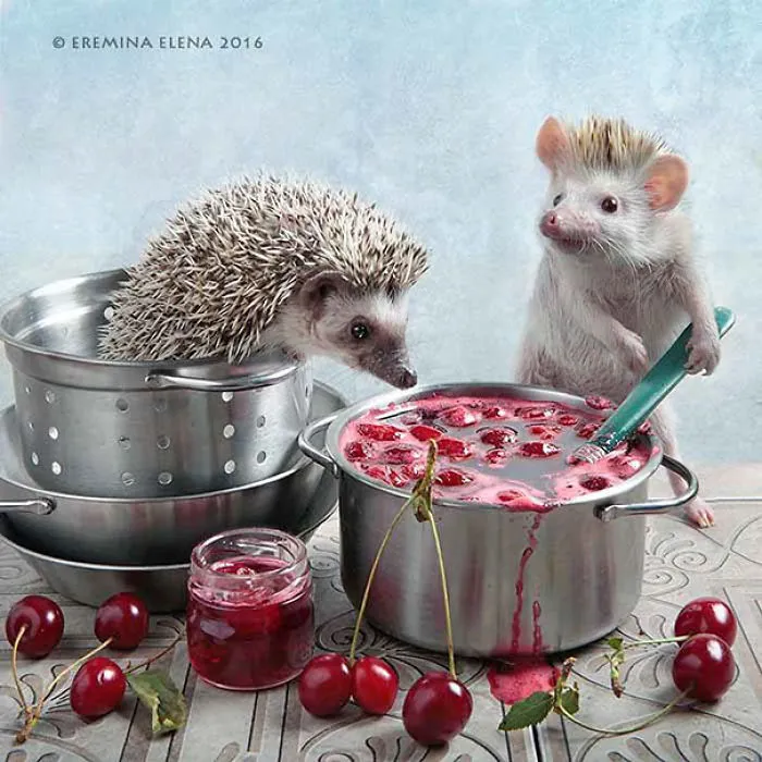 The Secret Life Of Hedgehogs By Elena Eremina