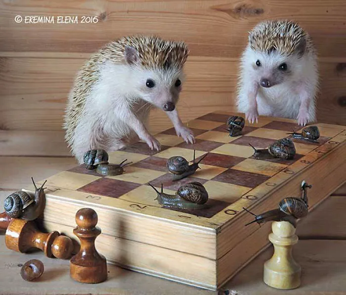 The Secret Life Of Hedgehogs By Elena Eremina