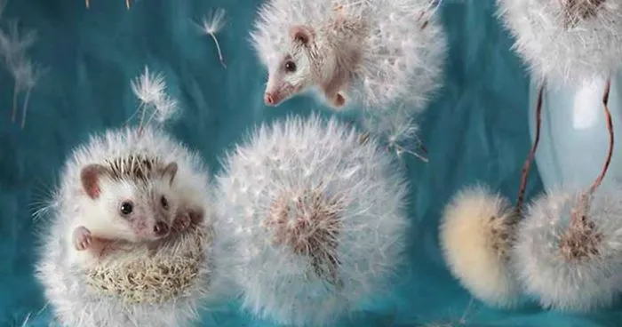 The Secret Life Of Hedgehogs By Elena Eremina