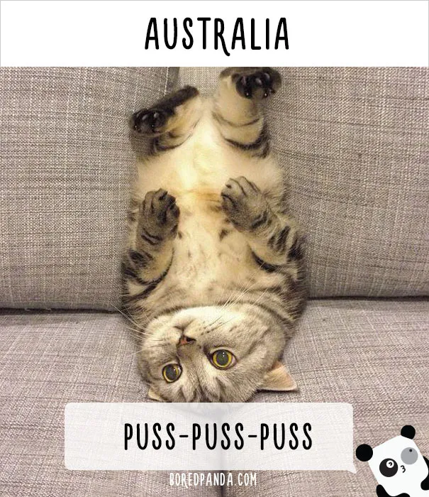 How People Call Cats In Different Countries