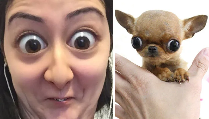 You Are Dog Now
