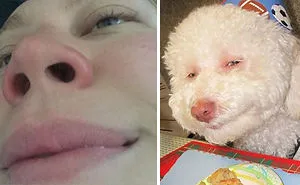 This Twitter Finds People's Dog Doppelgängers And It's Hilarious