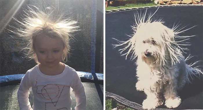 You Are Dog Now
