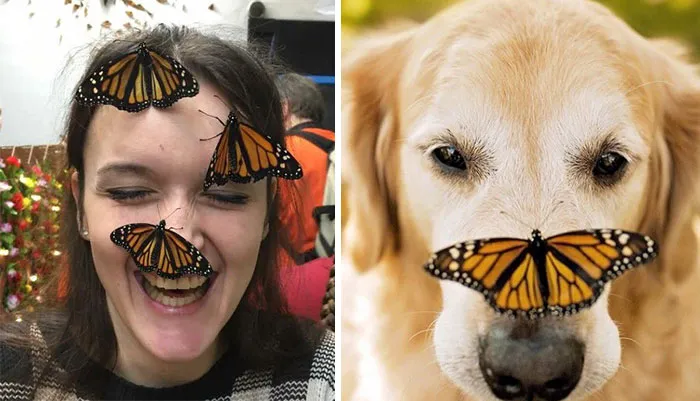 You Are Dog Now