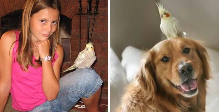 You Are Dog Now