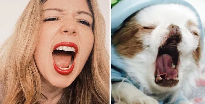 You Are Dog Now