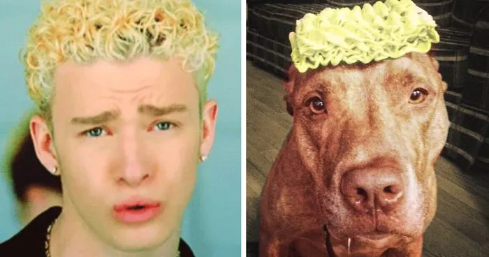 This Twitter Finds People's Dog Doppelgängers And It's Hilarious