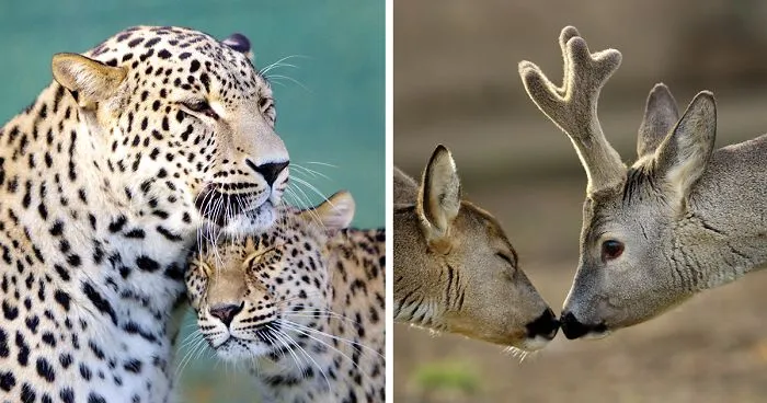 Sometimes Animals Are More Loving Than Humans, And I Photographed Them To Prove It