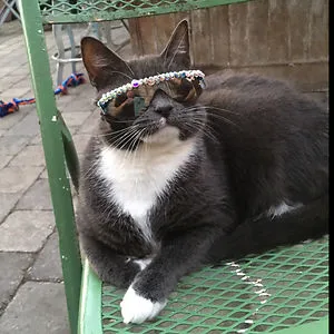 SunglassCat