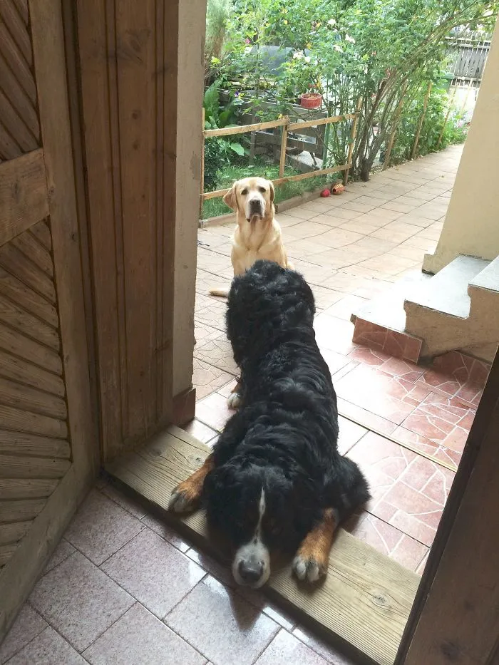 Hi! Can We Come In?