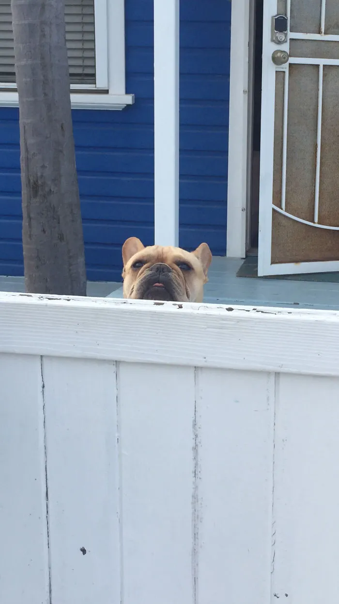 Anybody There?