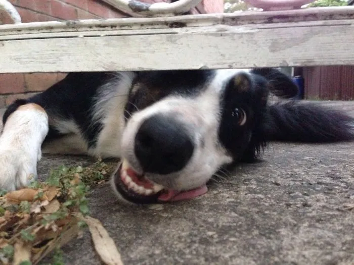 Thi Dog Says "hi". #crazyeyes