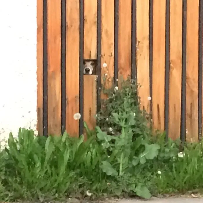 Hi Stranger Can You Please Hug Me ?