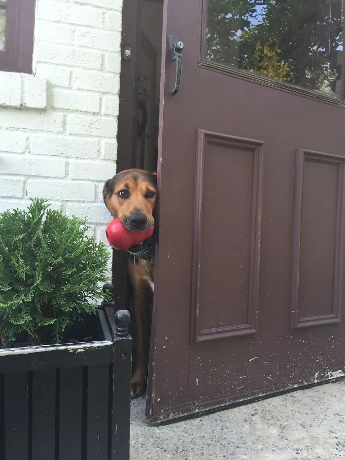 Hello, Will You Come In Now?
