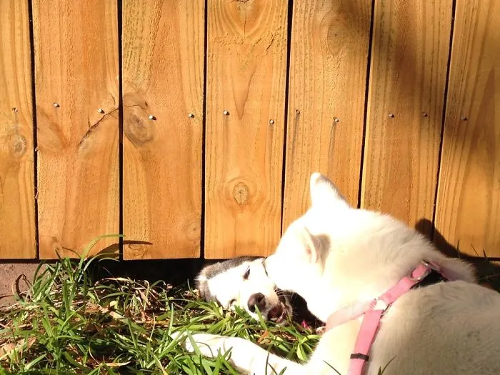 The Neighbors Husky Loves My Girl!
