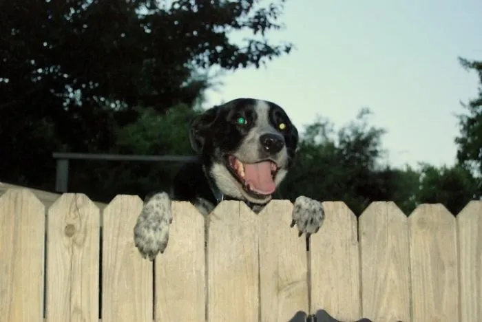 We Now Have An 8 Foot Fence After He Made It Over This One.
