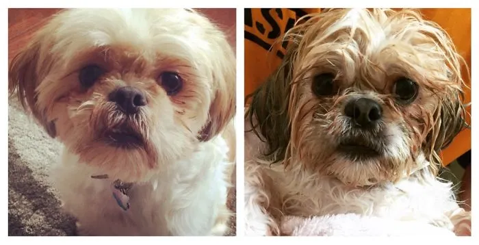 Fluffy/happy Vs Wet/pissed