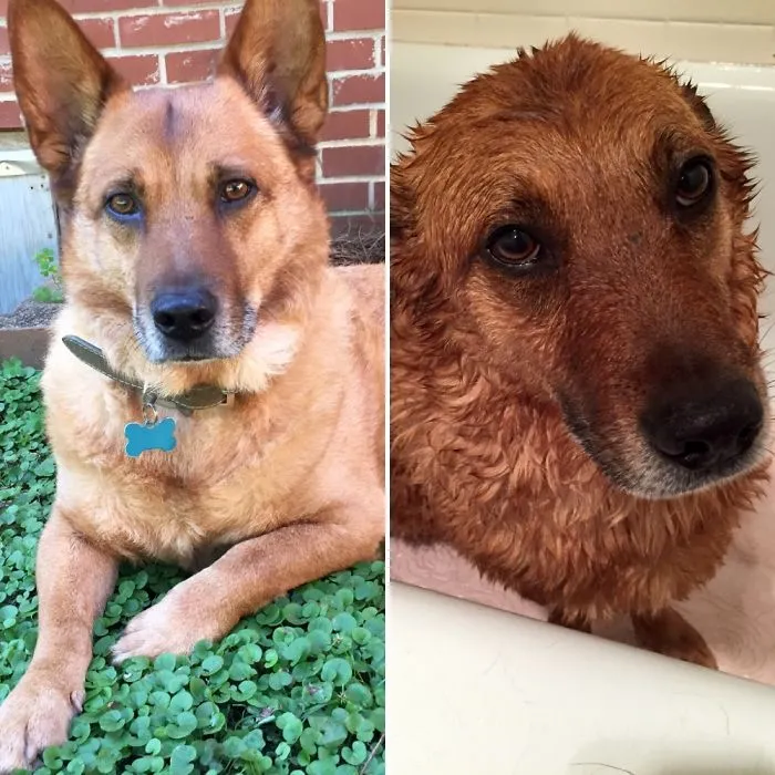 Cornbread Before & After A Bath.