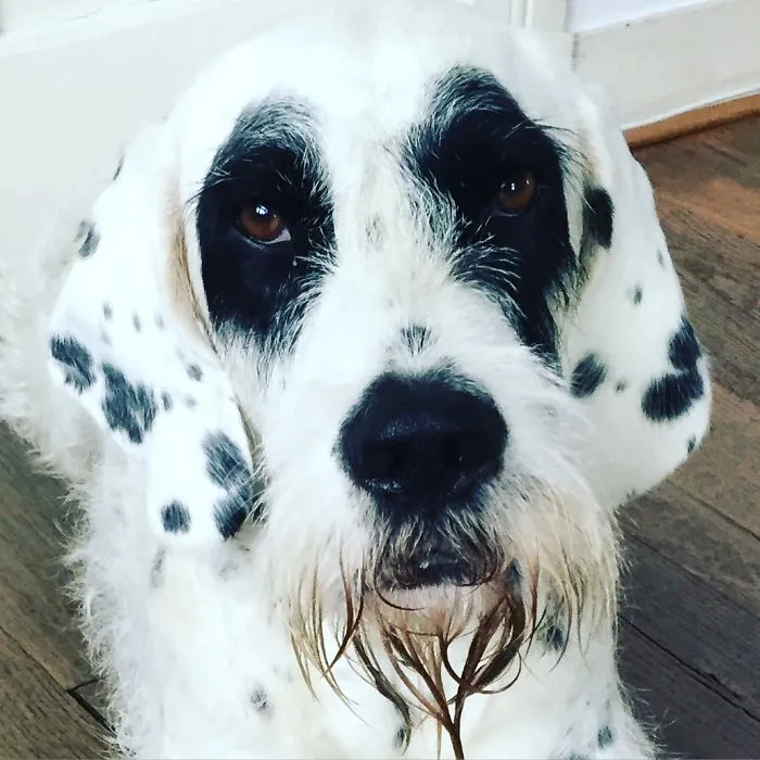 My Dog Goes Vice Versa:-)