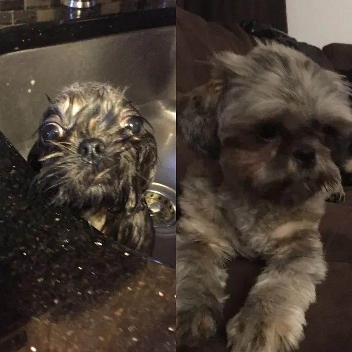 Wet Dog/clean Dog
