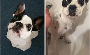 89 Funny Dog Pics Before And After A Bath