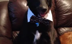 76 Of The Oldest Dogs Adopted By People With The Biggest Hearts