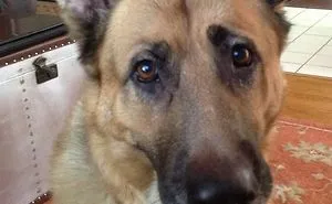 76 Of The Oldest Dogs Adopted By People With The Biggest Hearts