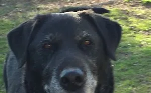76 Of The Oldest Dogs Adopted By People With The Biggest Hearts